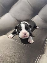 des bergers de Quolmeto - Boston Terrier - Portée née le 03/01/2021