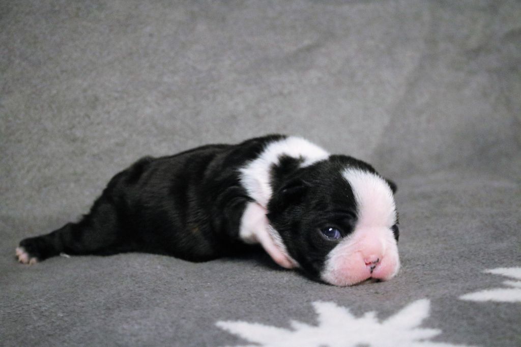 des bergers de Quolmeto - Boston Terrier - Portée née le 05/02/2022