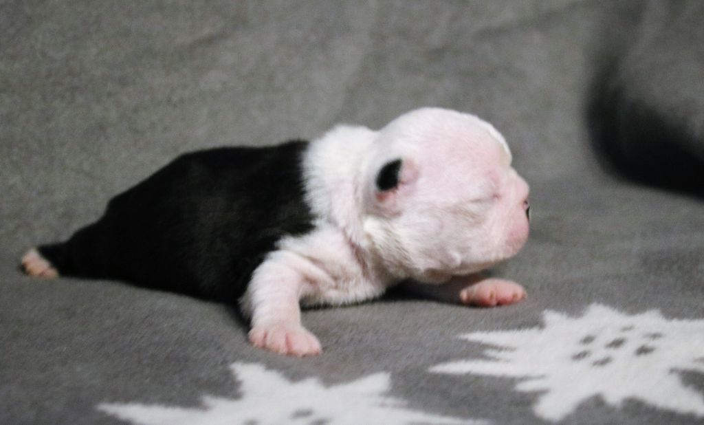 des bergers de Quolmeto - Boston Terrier - Portée née le 05/02/2022